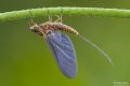 Serratella ignita